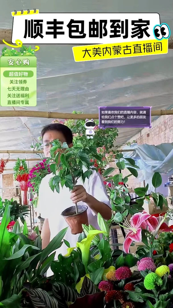 完全开放红色木槿