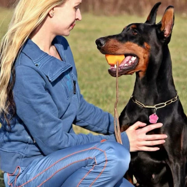 艳青杜宾幼犬宠物狗狗护卫犬猛犬看家护院大型犬