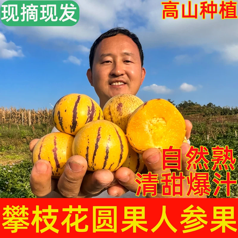 攀枝花树上自然成熟新鲜人参果圆果饱满有籽粒大顺丰快递
