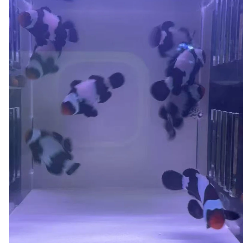 活动专属，全品混搭小丑鱼人工养殖热带海水观赏鱼