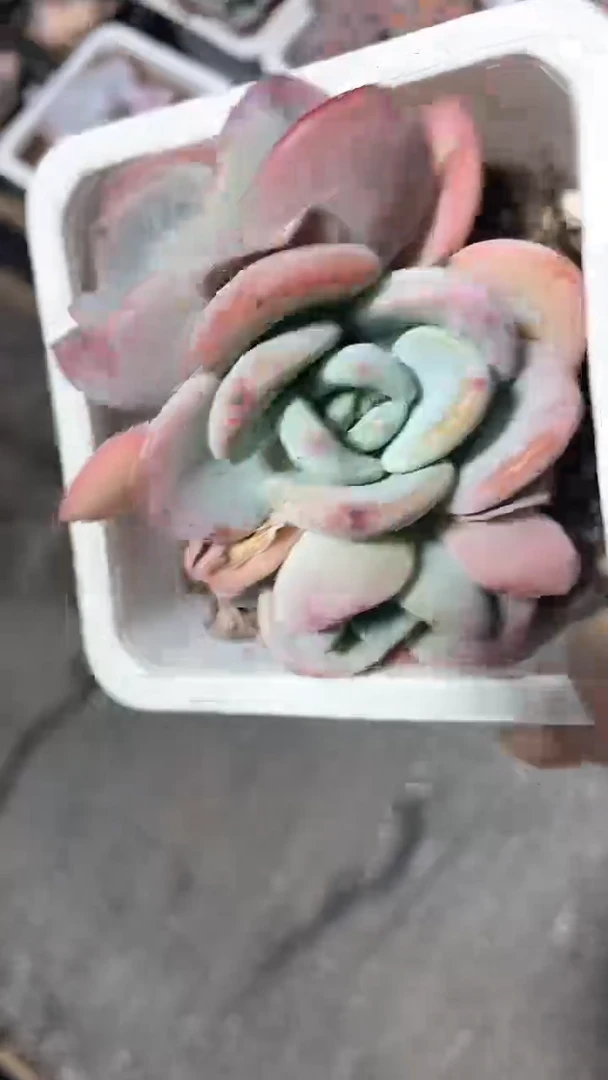 【闪购商品】十方白月光群生多肉