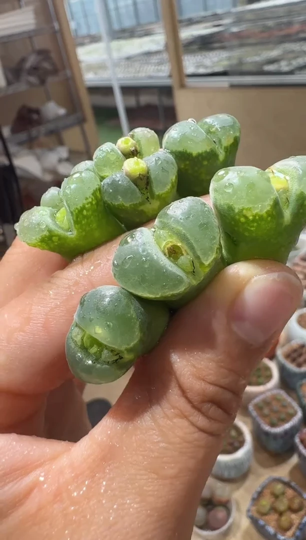 100多肉植物肉锥荧光胖虎一颗