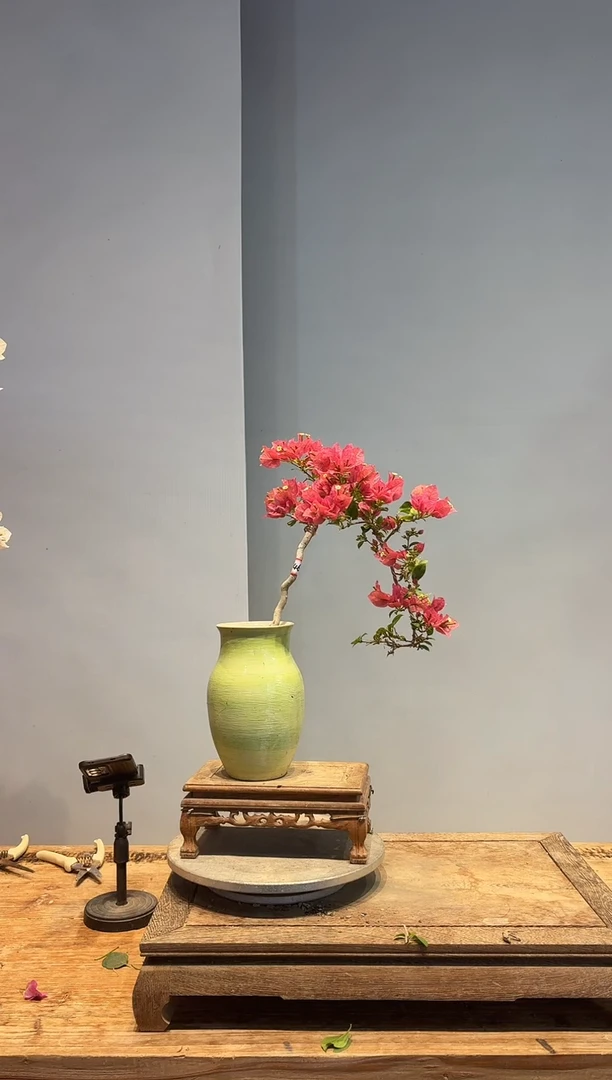 以实际为准三角梅46