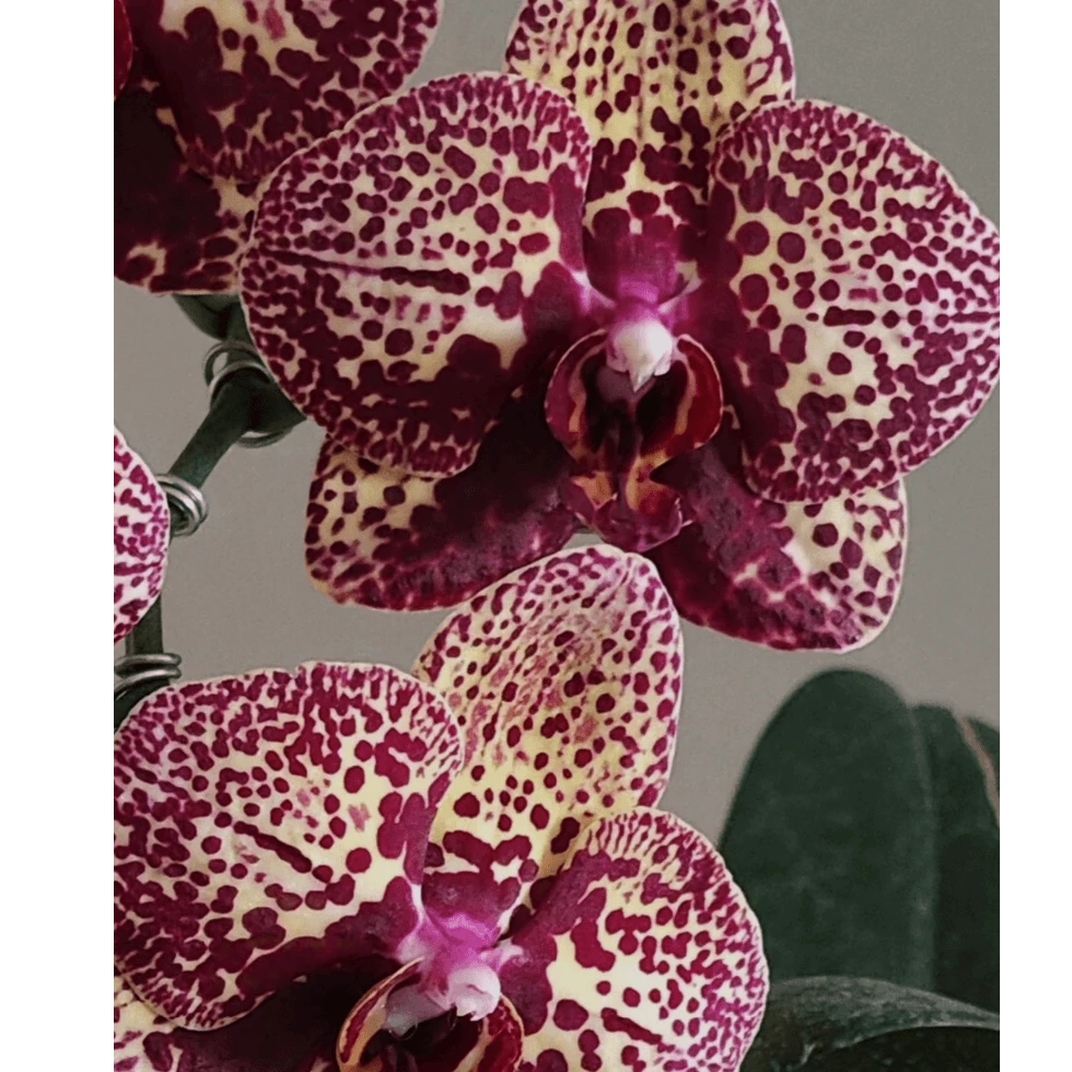 蝴蝶兰【美洲豹】高端花卉 客厅美观 基地直发