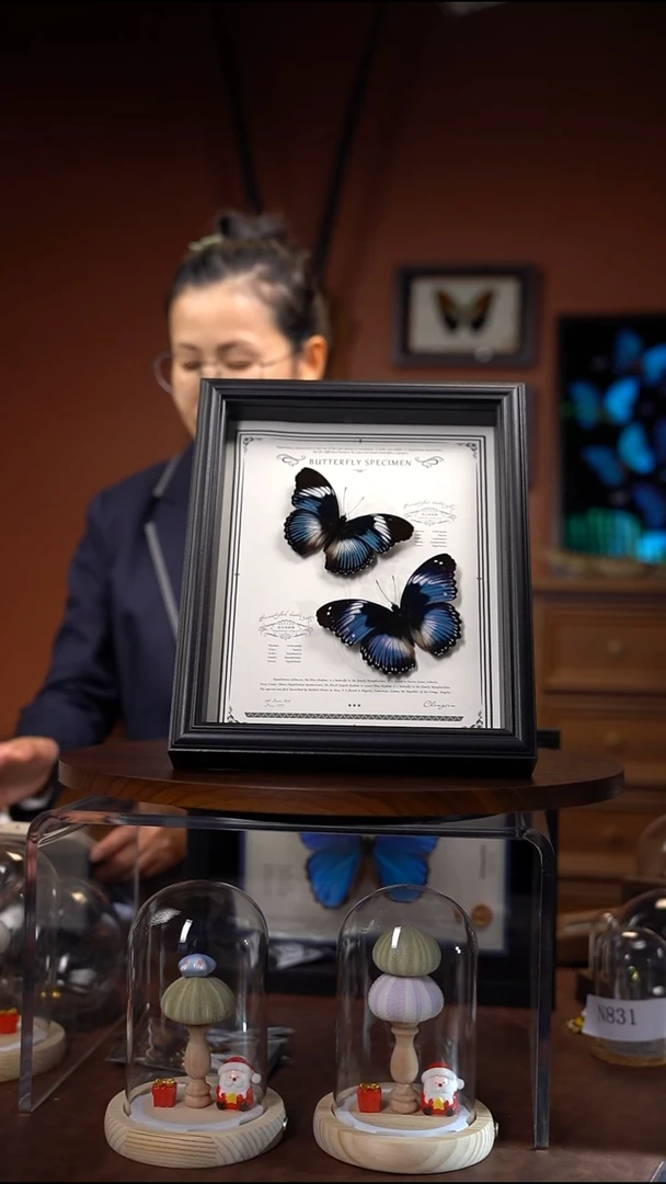 C***s高山弱水斑蝶相框版