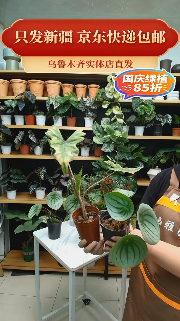 无花朵烟***?麒麟瓜+尾货杰克林（无售后）