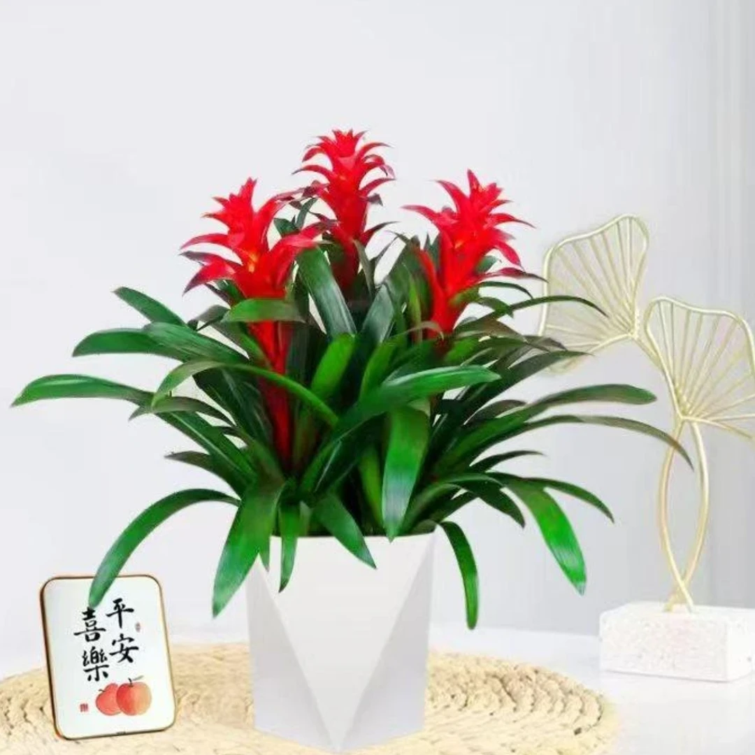 鸿运当头盆栽小红星室内观花绿植前台好养凤梨花办公室客厅阳台