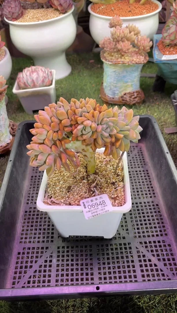 【闪购商品】06948