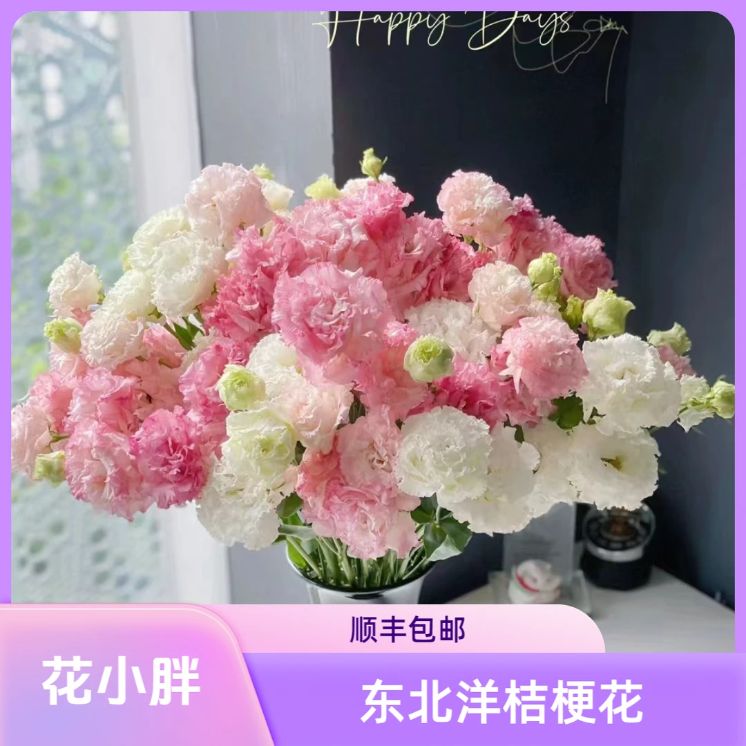 （洋桔梗）东北鲜花原产地直发鲜花鲜切花顺丰包邮