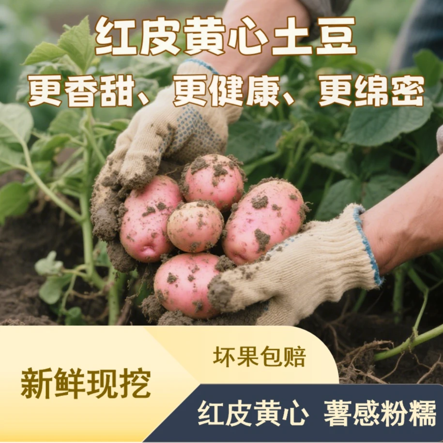 红皮黄心土豆 新鲜现挖 更香甜营养绵密 适合健身控糖老龄人群