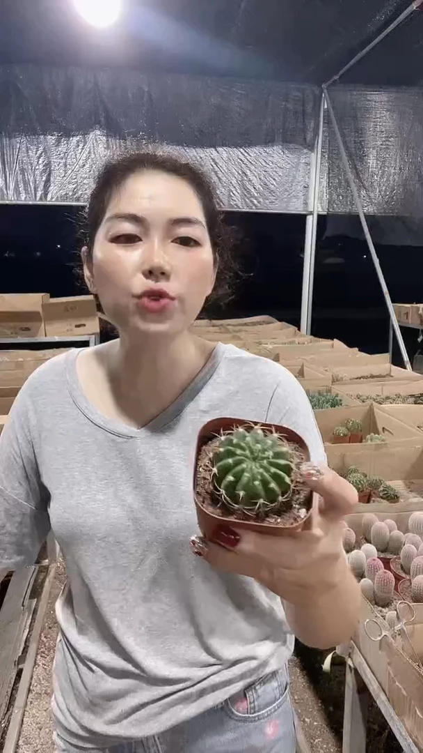 满十八元包邮【醉美人】