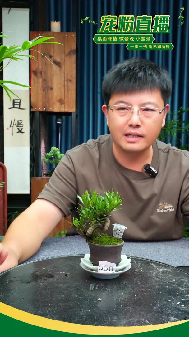 无花朵人*味苔藓微景观550号