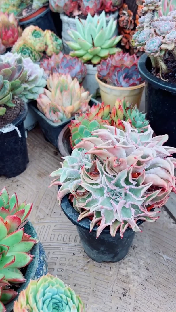 莲06149多肉植物一物一拍