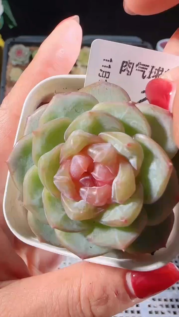 1110-233舒月群生不包整