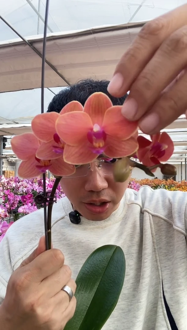 完全开放欧品小型花