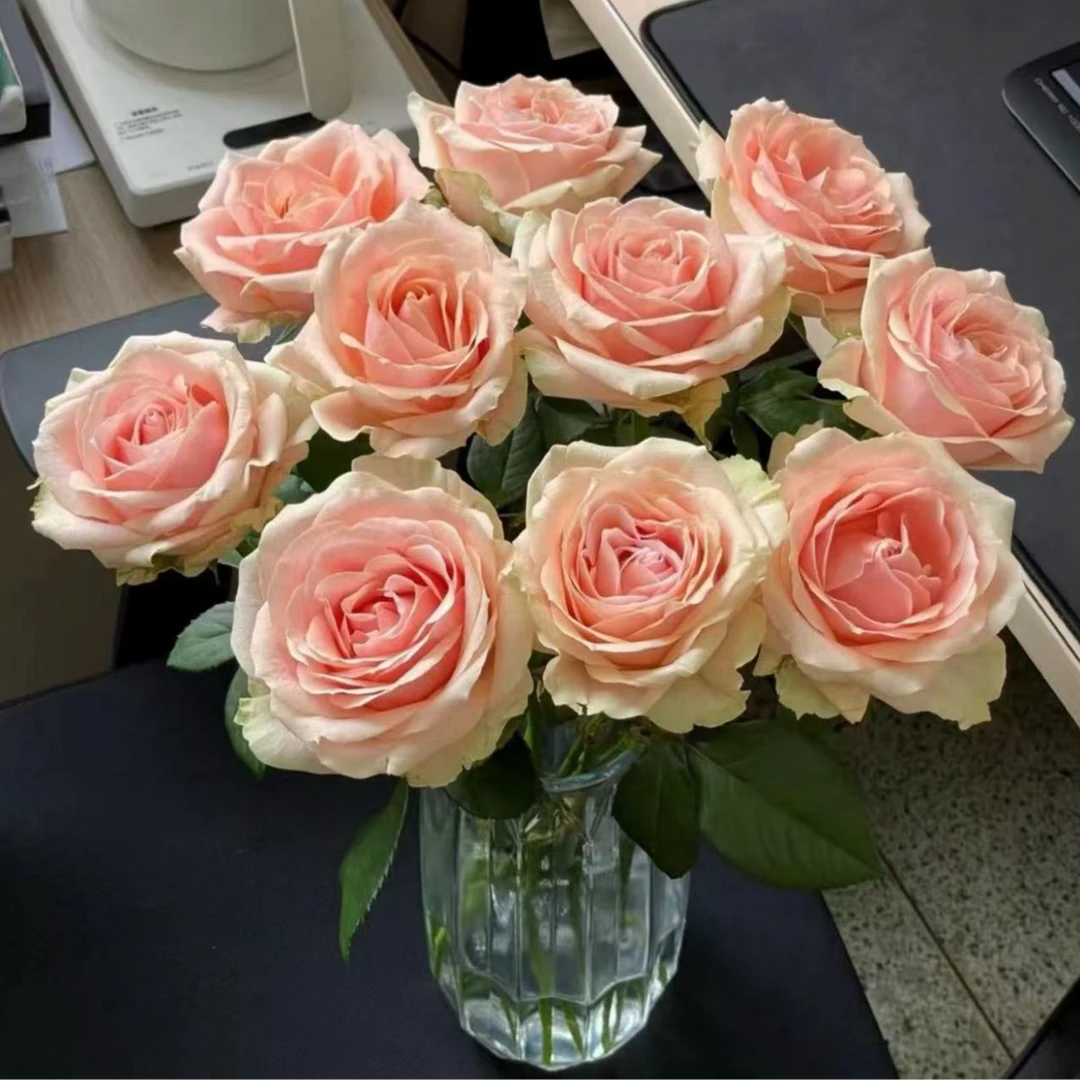 基地胭脂单头玫瑰鲜切花基地直发玫瑰花期更长顺丰包邮含保鲜剂