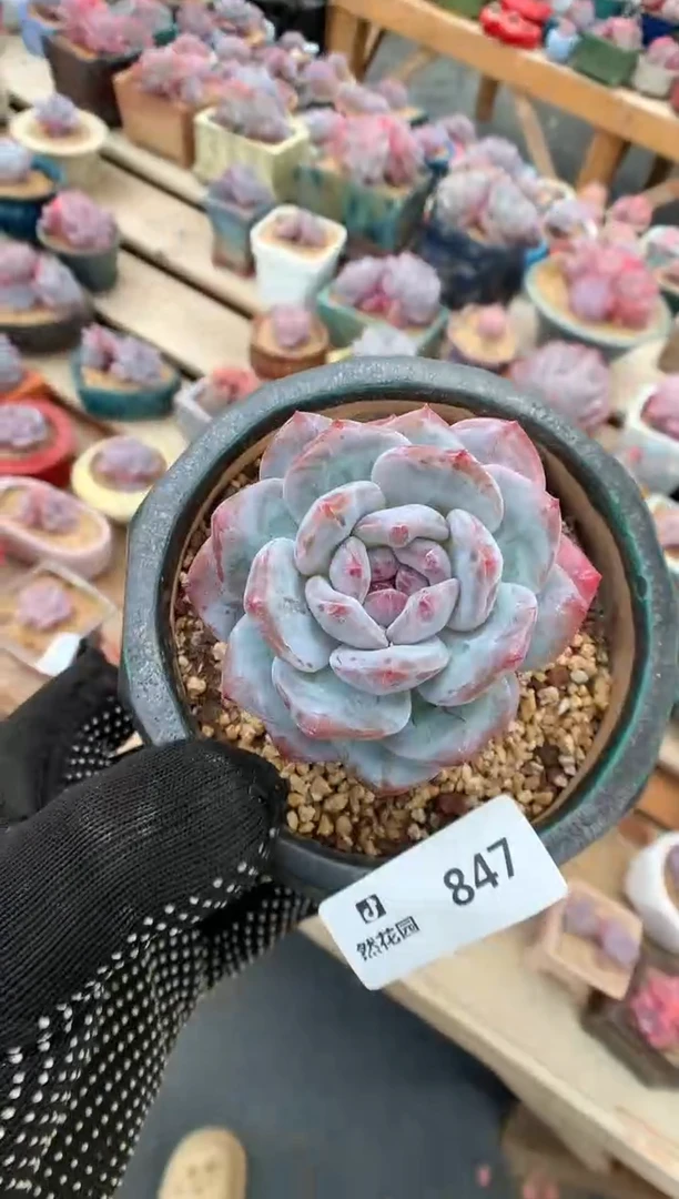 847星影一物一拍