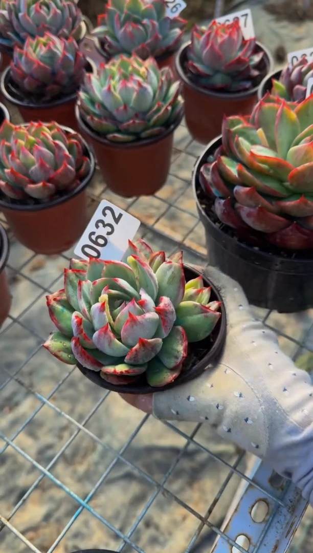 【闪购商品】0632惊鸿仙子（裸根发货）