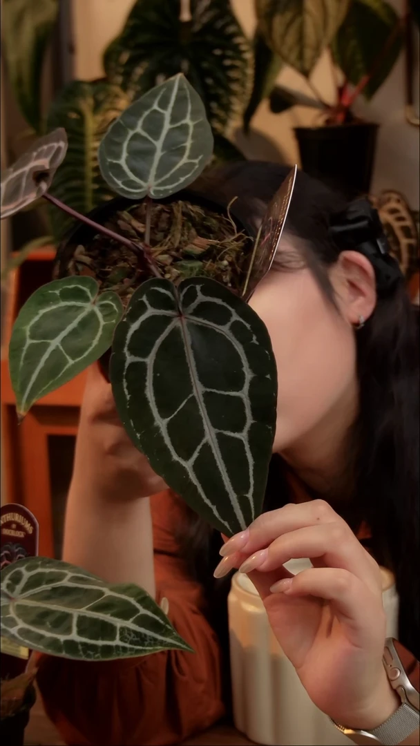 不开花植物博士家米歇尔1#