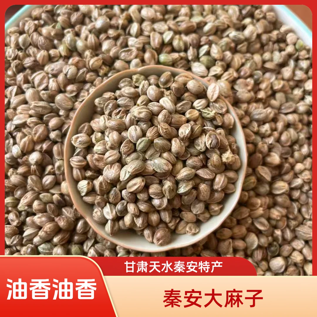 【大麻子】甘肃天水秦安大麻子2025年新麻子油香油香滴大麻子