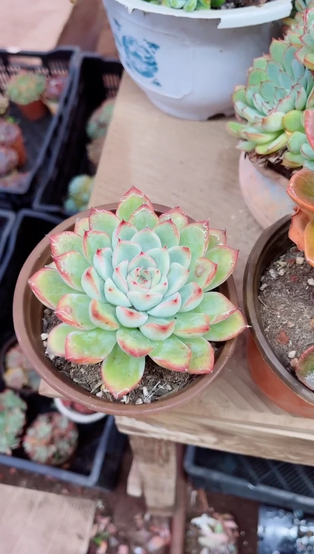 昕*28048多肉植物一物一拍
