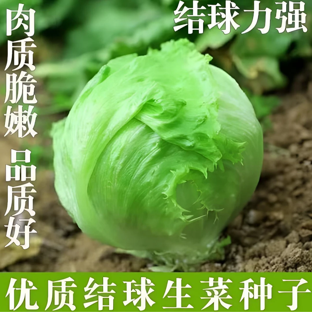 【今年新种】结球生菜种子甜脆汉堡生菜种子脆嫩爽口可生吃生菜种子