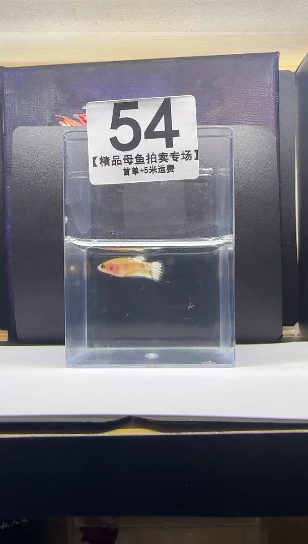 斗鱼精品母鱼编号54