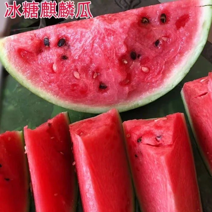 【满5包包邮】8424麒麟懒汉西瓜种子美都甜王四季蔬菜水果盆栽西瓜