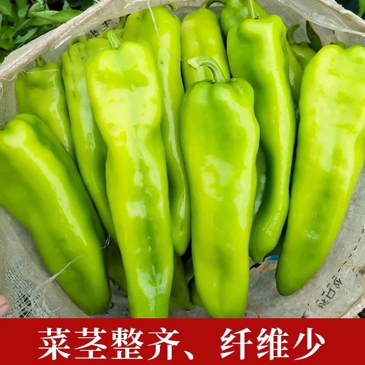 (拍2发3)特大牛角辣椒种子美国牛角椒种子高产四季播种籽阳台种植