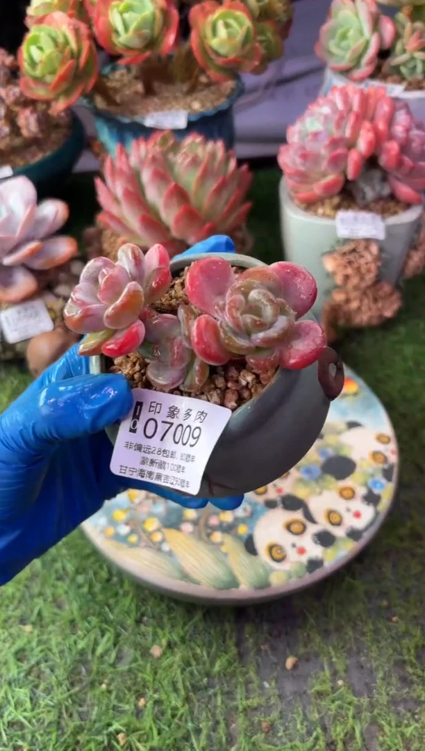 昆明印象多肉07009