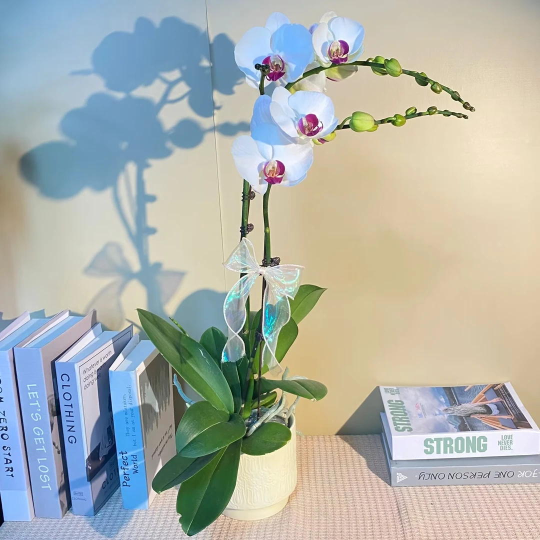白花红心  精品蝴蝶兰 室内精品观赏  真花