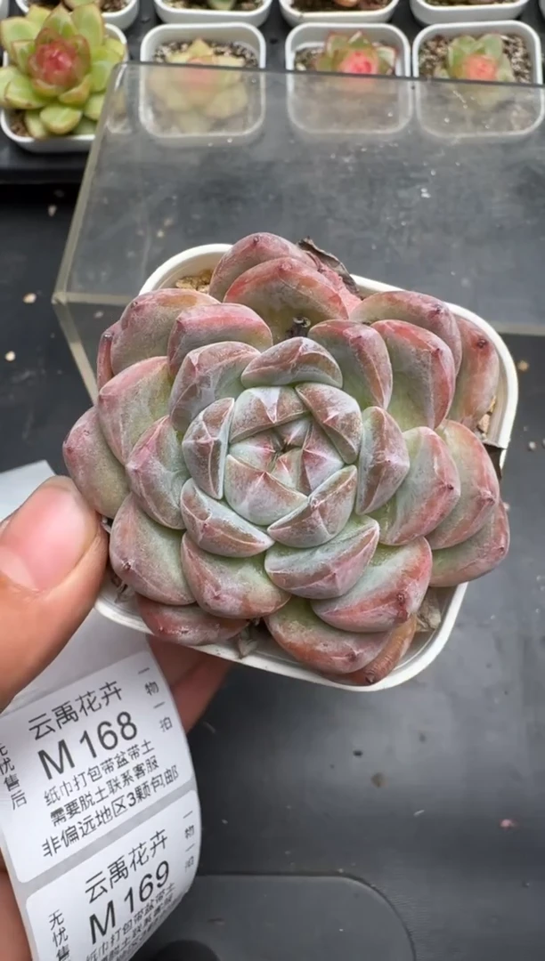 167M当天拍3颗包柚 带盆土纸巾打包 云禹花卉 珍妮多肉植物