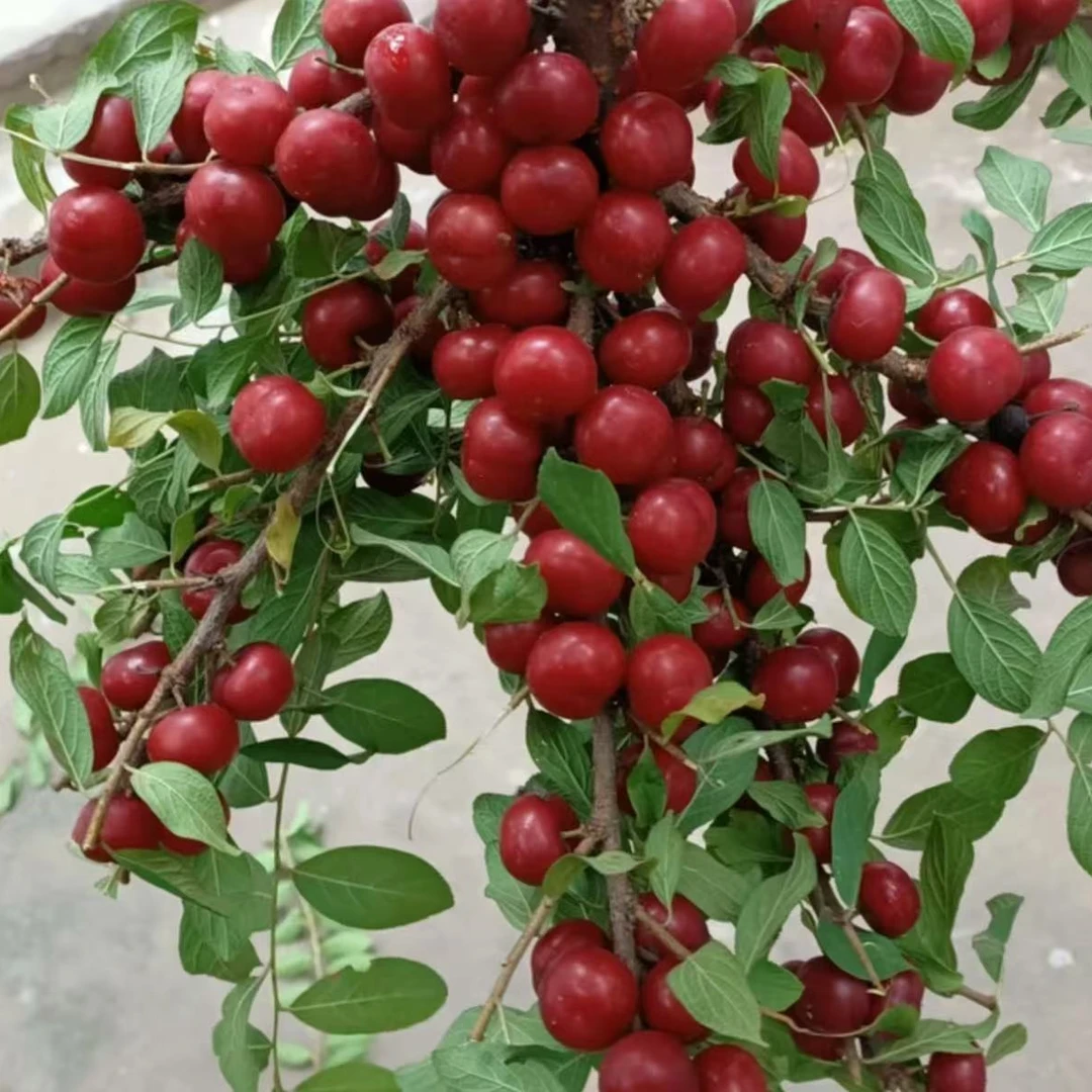 【欧李钙果种子】家庭阳台四季种植盆栽