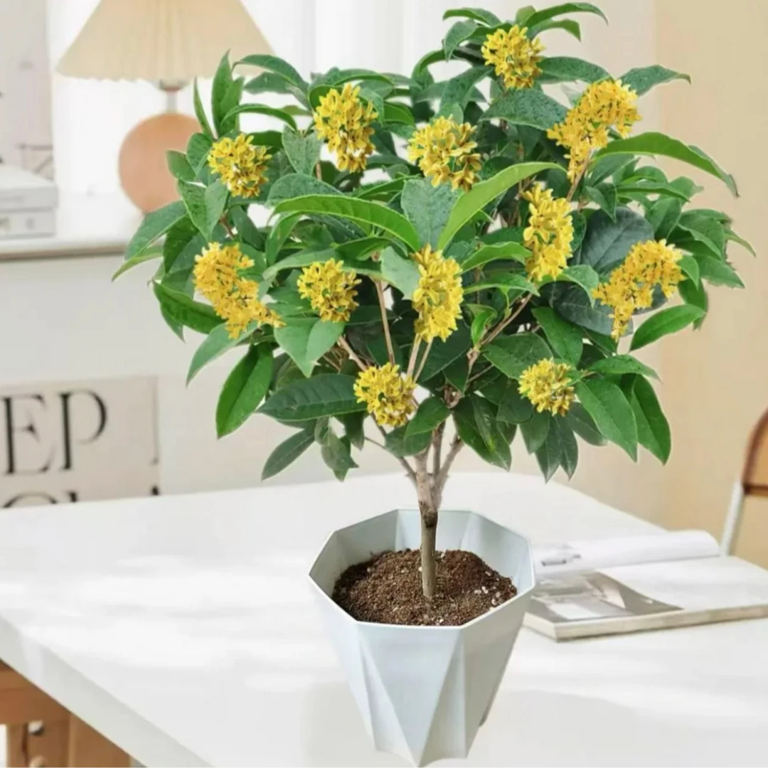 【新疆包邮】四季桂花 净化空气室内花卉四季开花