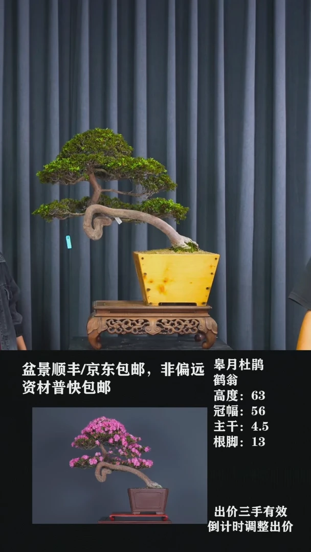 无花朵鹤翁鹤翁鹤翁