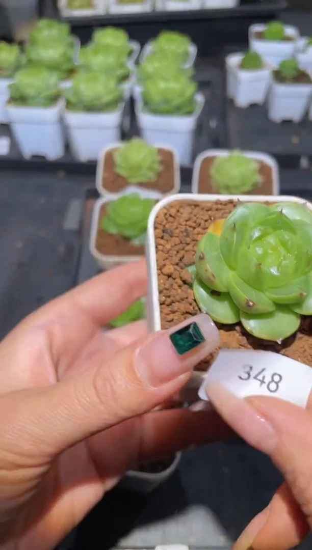 348Y-11量拍发一颗