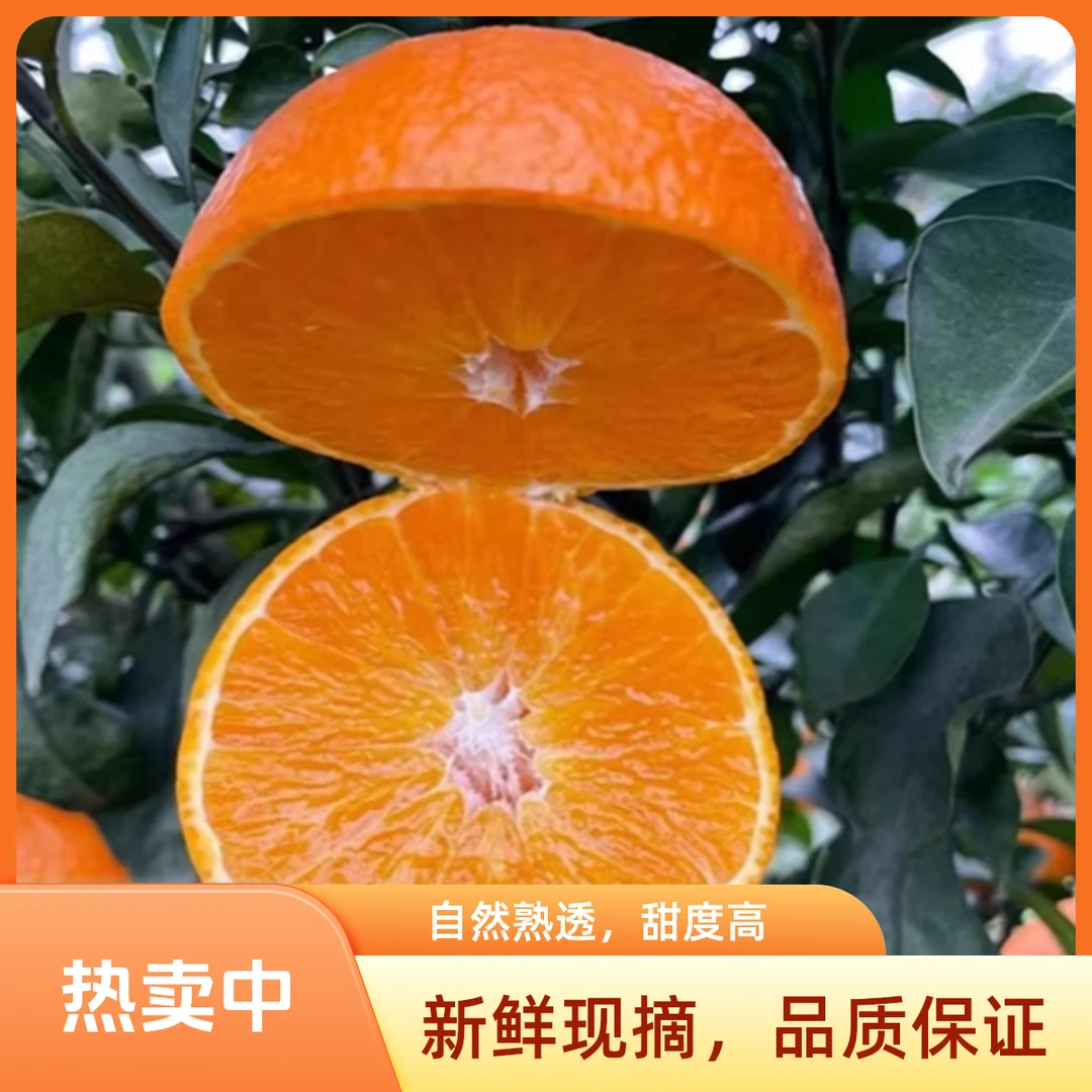 [新发地代采]四川眉山爱媛38号果冻橙皮薄爆汁顺丰包邮次日达四川省