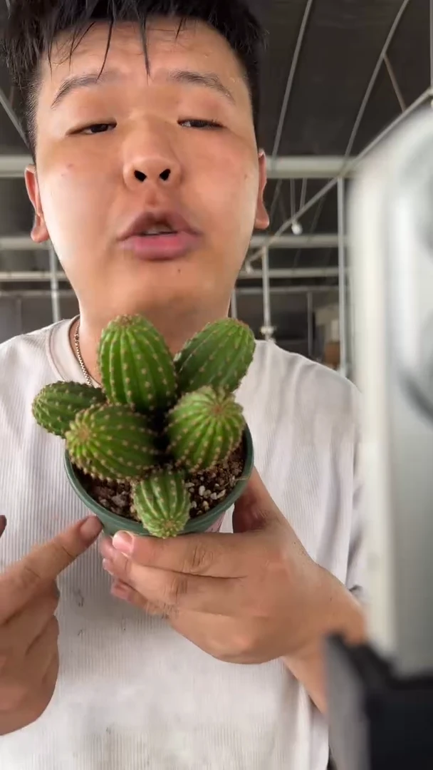 多头 金四 毛花柱