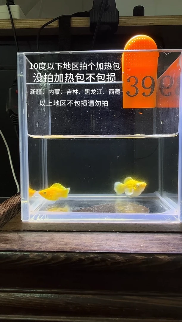 孔雀鱼黄金玛丽球编号39