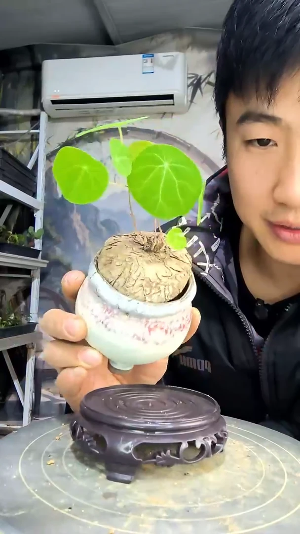 小***屋中青园艺一物一拍花460