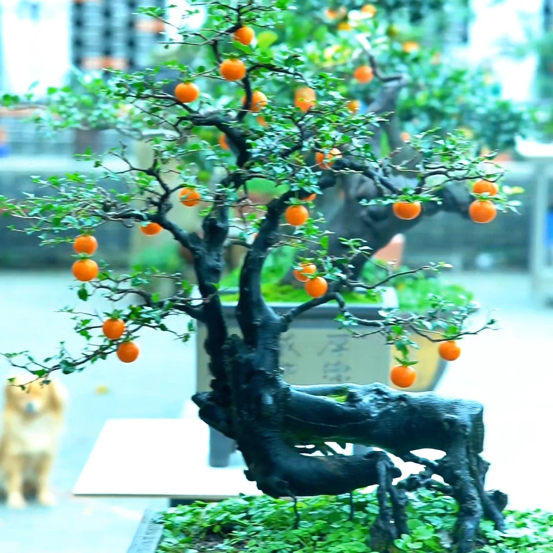 金弹子盆景直播专用链接一物一拍 请勿私自下单