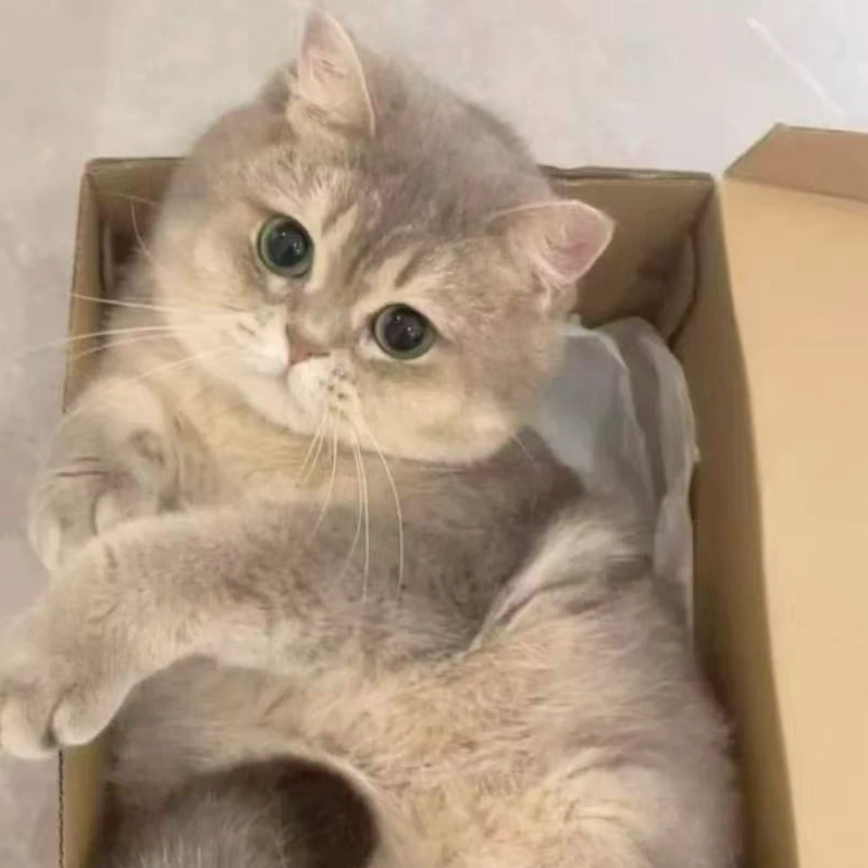 『林久宠猫』 猫猫活体链接