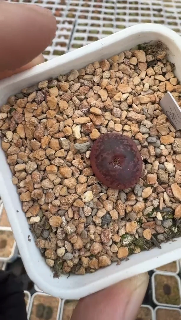 【闪购商品】1/23-97