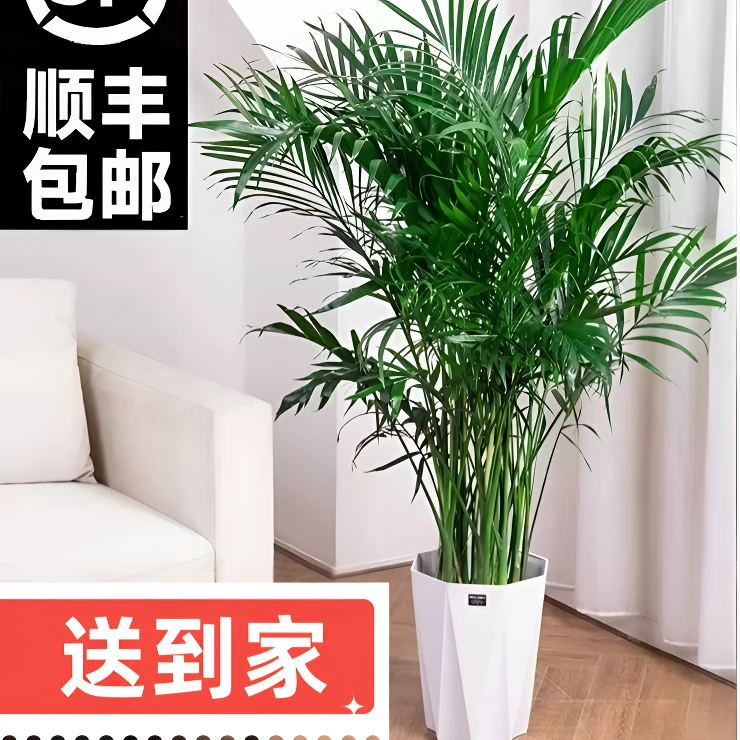 【1.6-1.7米】富贵椰子室内盆栽耐旱卧室盆景散尾葵袖子落地摆放