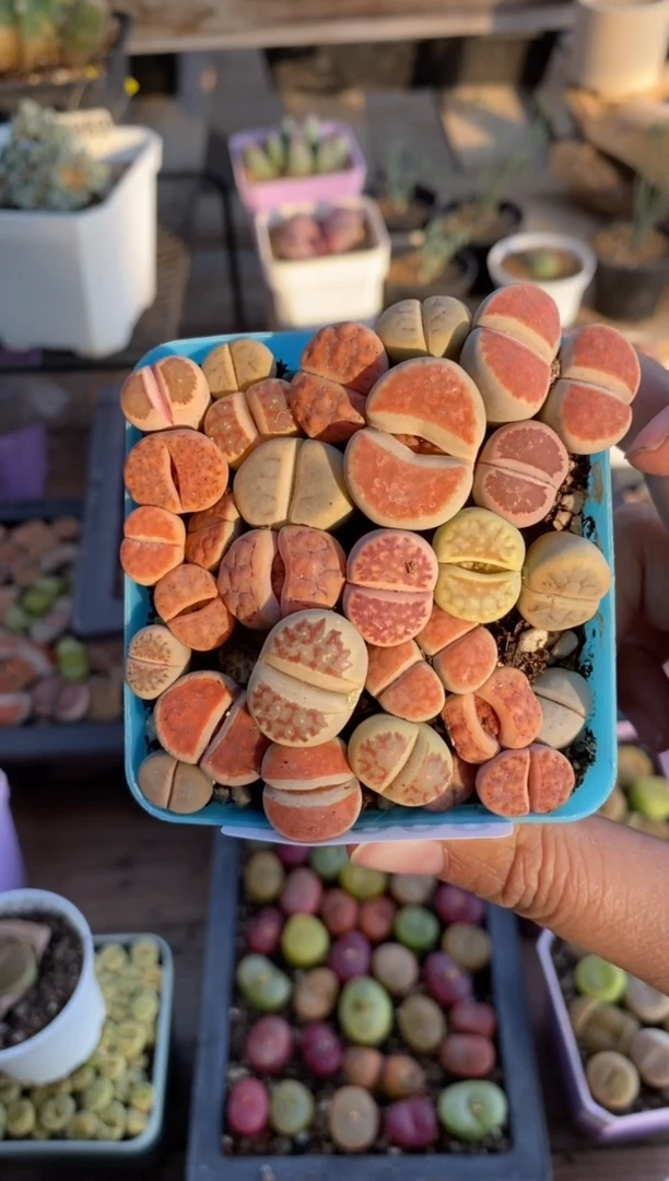 【闪购商品】5908直播一物一拍