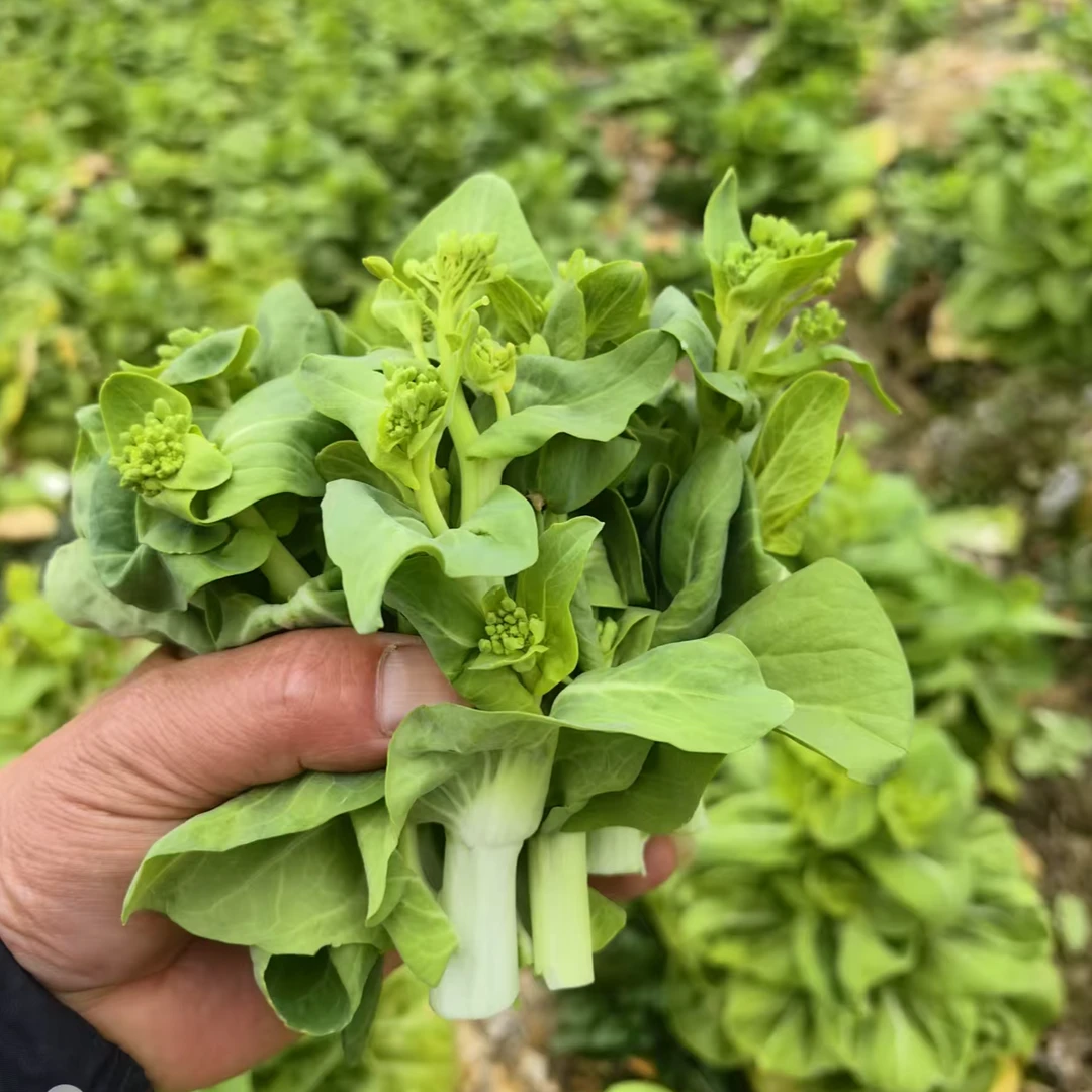【矮脚黄菜苔】当季新鲜菜苔新鲜蔬菜现采现发京东次日到家