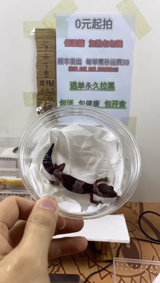 豹纹守宫豹纹守宫幼苗亚成体成体肥尾瘤尾