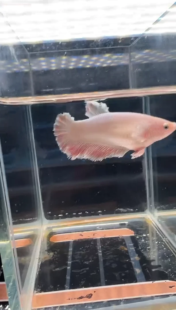 斗鱼斗鱼绣球大耳朵