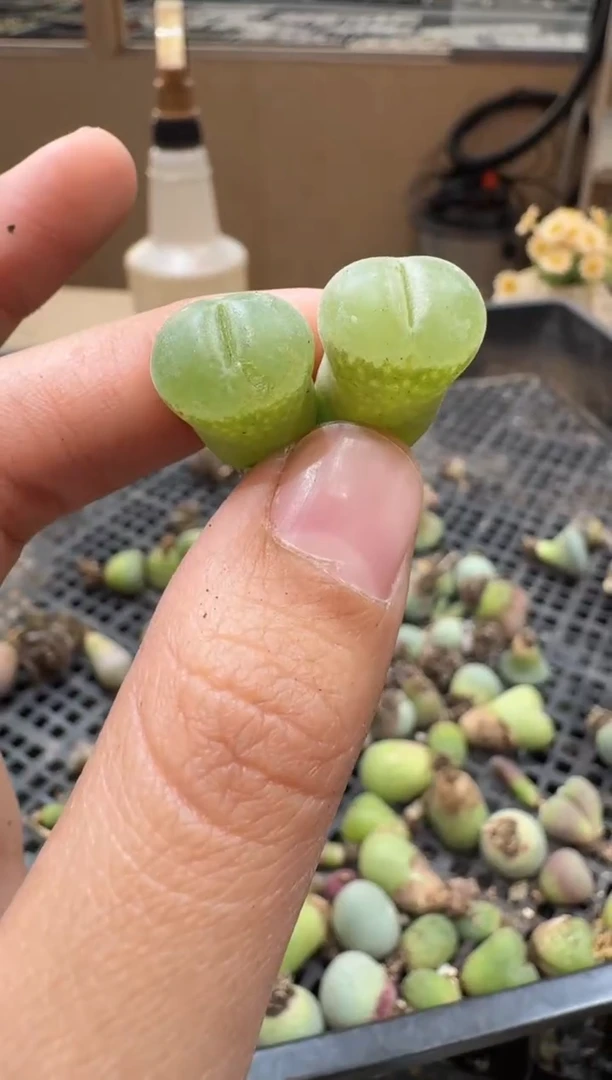 29-211多肉植物肉锥
