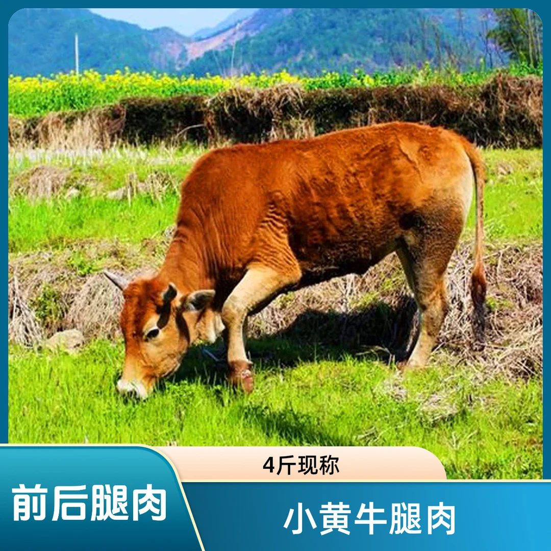（小雨专属前后腿肉）湖南湘西本地小黄牛现称4斤